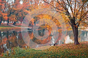 Colorful autumn park. Autumn trees with yellow leaves in the autumn park