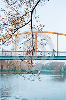 Colorful autumn park. Autumn trees with yellow leaves in the autumn park