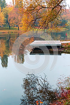 Colorful autumn park. Autumn trees with yellow leaves in the autumn park