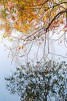 Colorful autumn park. Autumn trees with yellow leaves in the autumn park