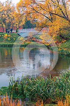 Colorful autumn park. Autumn trees with yellow leaves in the autumn park