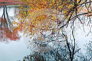 Colorful autumn park. Autumn trees with yellow leaves in the autumn park