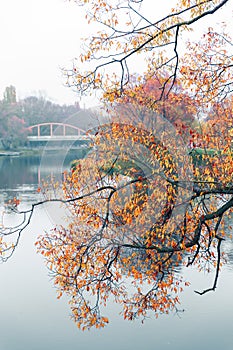 Colorful autumn park. Autumn trees with yellow leaves in the autumn park