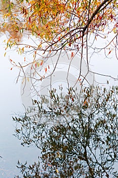 Colorful autumn park. Autumn trees with yellow leaves in the autumn park