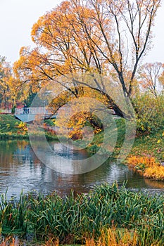 Colorful autumn park. Autumn trees with yellow leaves in the autumn park