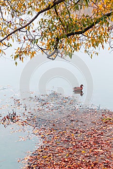 Colorful autumn park. Autumn trees with yellow leaves in the autumn park