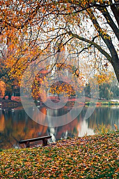 Colorful autumn park. Autumn trees with yellow leaves in the autumn park