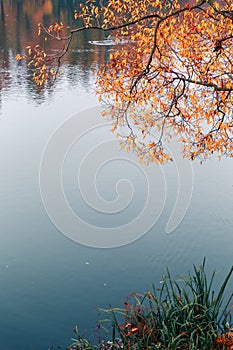 Colorful autumn park. Autumn trees with yellow leaves in the autumn park