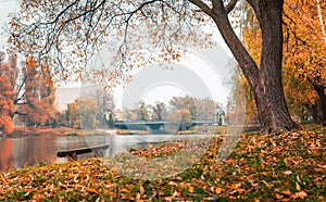 Colorful autumn park. Autumn trees with yellow leaves in the autumn park