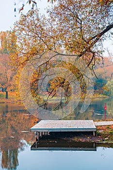 Colorful autumn park. Autumn trees with yellow leaves in the autumn park