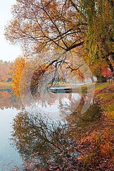 Colorful autumn park. Autumn trees with yellow leaves in the autumn park