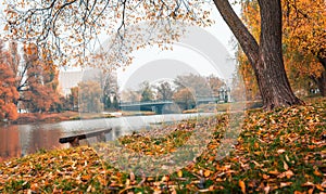 Colorful autumn park. Autumn trees with yellow leaves in the autumn park