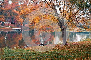 Colorful autumn park. Autumn trees with yellow leaves in the autumn park