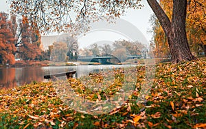 Colorful autumn park. Autumn trees with yellow leaves in the autumn park