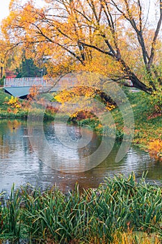 Colorful autumn park. Autumn trees with yellow leaves in the autumn park