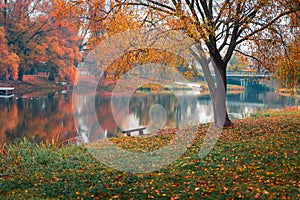 Colorful autumn park. Autumn trees with yellow leaves in the autumn park