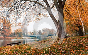 Colorful autumn park. Autumn trees with yellow leaves in the autumn park