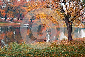 Colorful autumn park. Autumn trees with yellow leaves in the autumn park