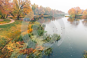 Colorful autumn park. Autumn trees with yellow leaves in the autumn park