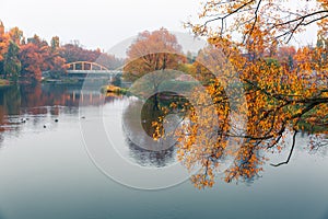 Colorful autumn park. Autumn trees with yellow leaves in the autumn park