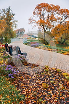 Colorful autumn park. Autumn trees with yellow leaves in the autumn park