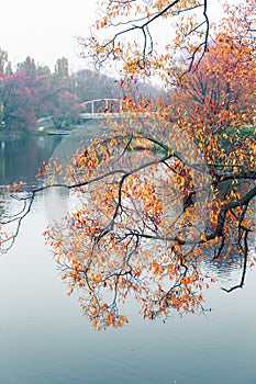 Colorful autumn park. Autumn trees with yellow leaves in the autumn park