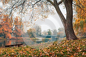 Colorful autumn park. Autumn trees with yellow leaves in the autumn park