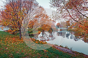 Colorful autumn park. Autumn trees with yellow leaves in the autumn park