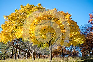 Colorful Autumn in Park, Toronto, Canada