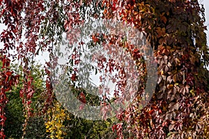 Colorful Autumn Parthenocissus quinquefolia, Virginia Creeper, Wild Grape. Abstract Red and Orange Autumn Leaves Background