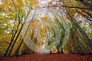 Colorful autumn path