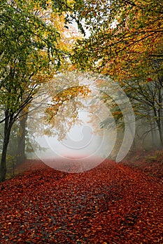 Colorful autumn path