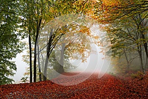 Colorful autumn path