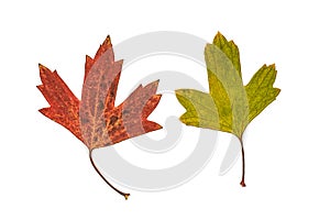 Colorful autumn red and green leaves of golden currant krondal isolated on a white background