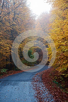 Colorful autumn road