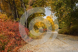 Colorful autumn road in western Colorado