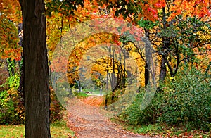 Colorful Autumn Scene photo