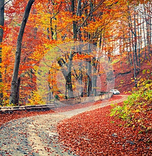 Colorful autumn scene in the mountain forest