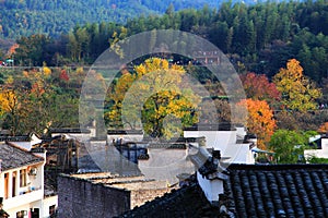 Colorful Autumn scenery in Tachuan