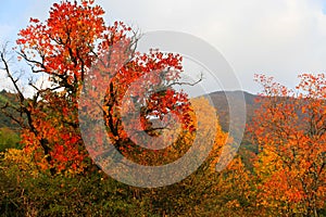 Colorful Autumn scenery in Tachuan