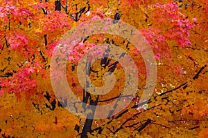 Colorful Autumn Scenes in Ohio