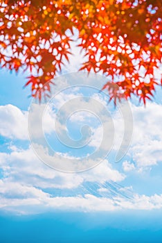 Colorful autumn season & Mountain Fuji in morning fog and red leaves at lake Kawaguchiko, JapanMountain Fuji with colorful red