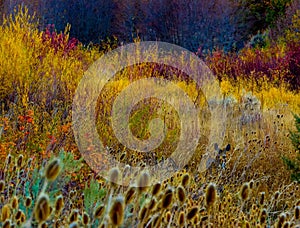 Colorful autumn seed pods with deer