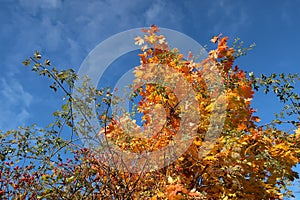 Colorful autumn shot with branches of maple and tendrils of rosehip