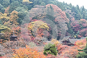 Colorful autumn in Tanzan Shrine, Nara Prefecture, Japan