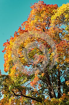 Colorful autumn tree