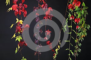 Colorful Autumn Tree Vines stretching down black background, studio image