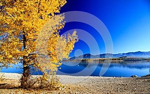 Colorful autumn tree with yellow leaves on coastline of lake