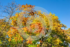 Colorful autumn trees