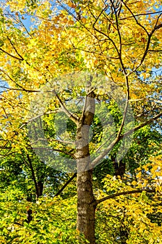 Colorful autumn trees